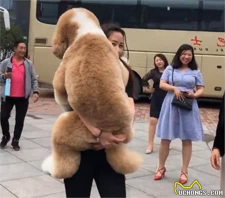 别纠结了！这6种“友好型”狗狗，是良选