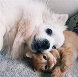 猫为什么比狗爱”洗脸“？难道狗狗的脸不需要洗？事实并非如此
