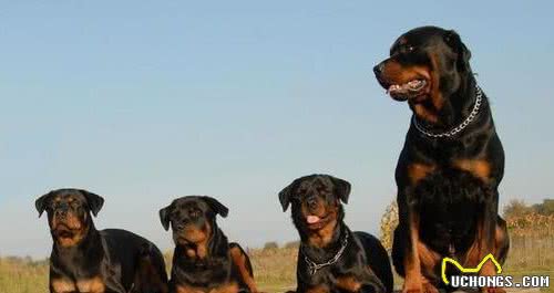 要保持罗威纳犬，毛发健康有光泽，你应掌握这些毛发护理技巧