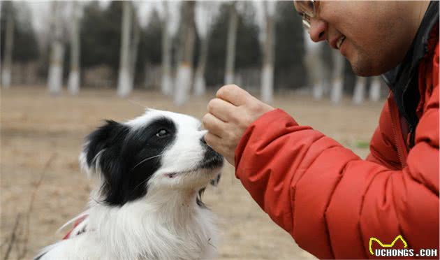 狗狗都有的7条“坏习惯”，你家的狗狗会中几条？