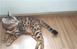 邻居家的“孟加拉豹猫”来串门，被它帅到了，这种猫是不是很贵？