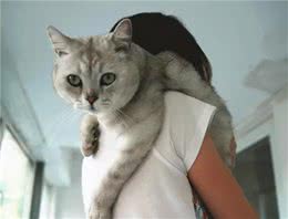 你养的猫，其实可以看出你的性格，很准