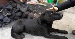 狗狗不能吃哪些水果和蔬菜