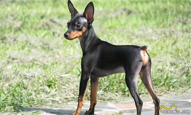 这几种狗，一旦变成流浪犬，几天就没命了