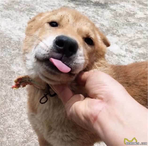 这几种狗，一旦变成流浪犬，几天就没命了