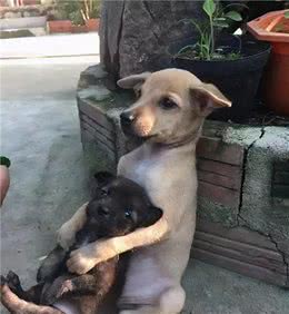这几种狗，一旦变成流浪犬，几天就没命了