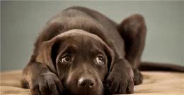 狗狗为什么喜欢盯着主人看？它其实想表达这6件事