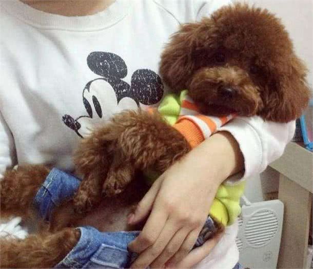 泰迪犬真的会哭吗？关于流泪的5个原因，你要了解清楚