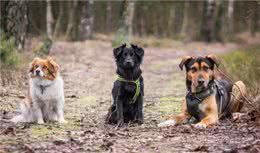 狗受伤了吃什么好得快