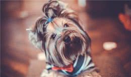 养狗人！你还不知道狗的这些天性吗？那你就out啦