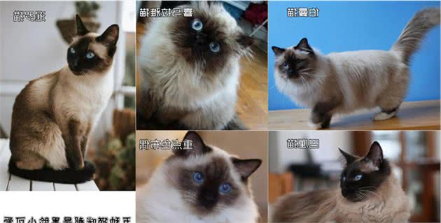 猫界大黑脸：暹罗猫和重点色布偶怎么分辨？怎么判断是不是杂交的