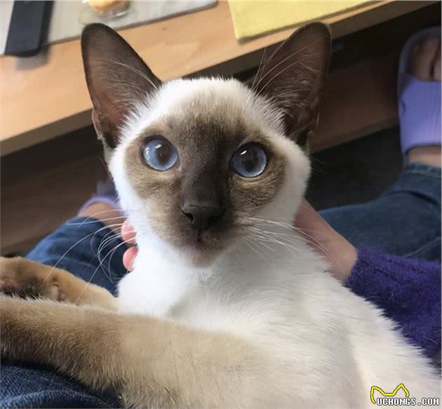 猫界大黑脸：暹罗猫和重点色布偶怎么分辨？怎么判断是不是杂交的