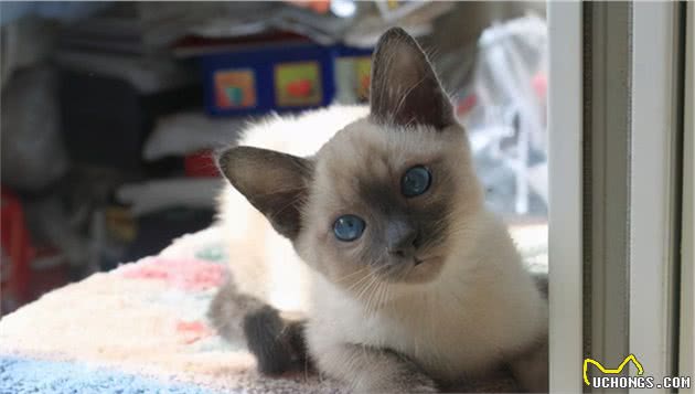 猫界大黑脸：暹罗猫和重点色布偶怎么分辨？怎么判断是不是杂交的