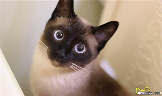猫界大黑脸：暹罗猫和重点色布偶怎么分辨？怎么判断是不是杂交的