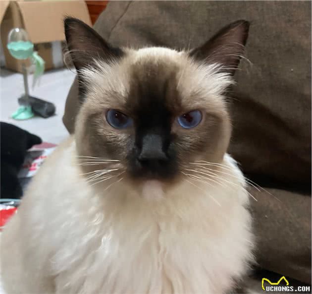 猫界大黑脸：暹罗猫和重点色布偶怎么分辨？怎么判断是不是杂交的