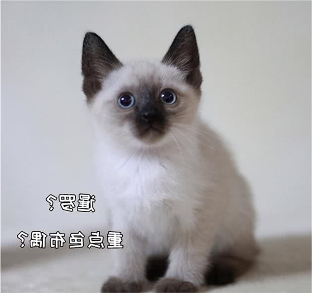 猫界大黑脸：暹罗猫和重点色布偶怎么分辨？怎么判断是不是杂交的