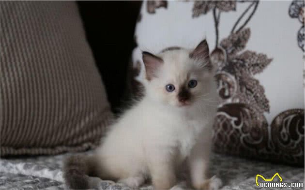 猫界大黑脸：暹罗猫和重点色布偶怎么分辨？怎么判断是不是杂交的
