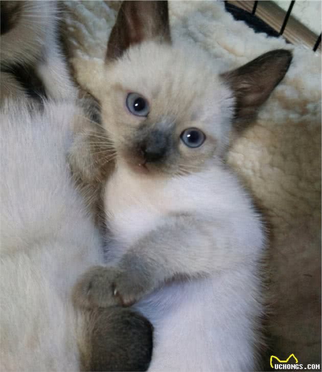 猫界大黑脸：暹罗猫和重点色布偶怎么分辨？怎么判断是不是杂交的