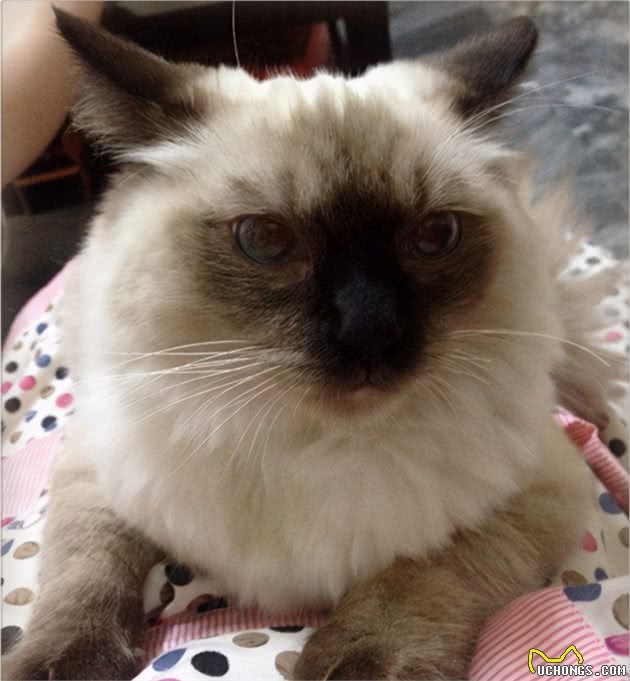 猫界大黑脸：暹罗猫和重点色布偶怎么分辨？怎么判断是不是杂交的
