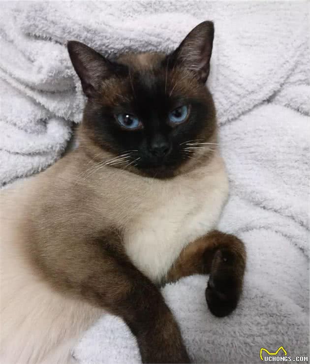 猫界大黑脸：暹罗猫和重点色布偶怎么分辨？怎么判断是不是杂交的