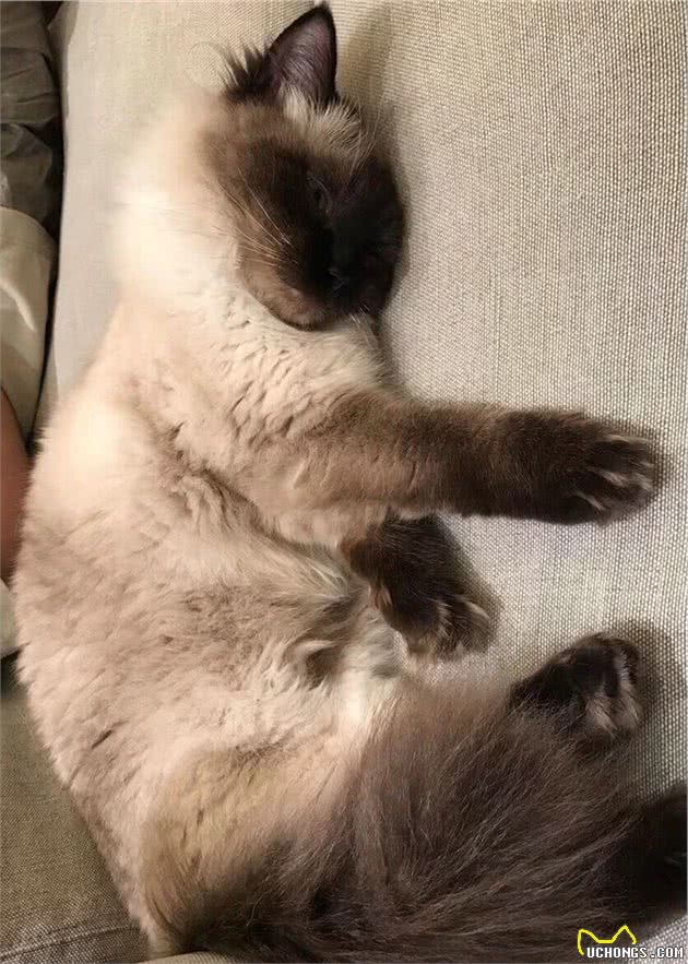 猫界大黑脸：暹罗猫和重点色布偶怎么分辨？怎么判断是不是杂交的