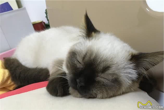 猫界大黑脸：暹罗猫和重点色布偶怎么分辨？怎么判断是不是杂交的