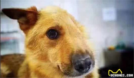 在人贩子手中勇敢救出小主人的忠义德国牧羊犬—sky