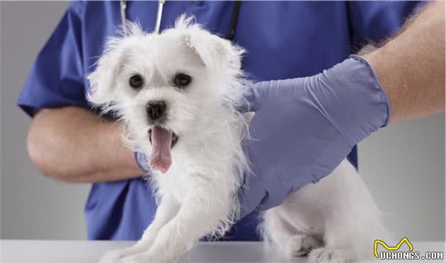 辟谣！犬心脏病调理只用注意少盐？其他营养因素也不容忽视