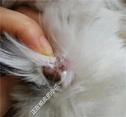 养宠知识|狗狗足底护理