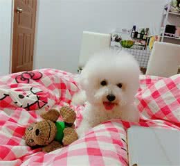 狗狗不会上厕所怎么办？