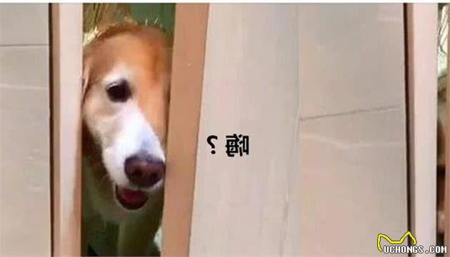 不管是洗澡还是上厕所，狗狗都紧紧跟着你，都是因为这6点