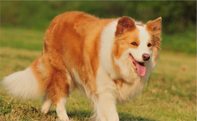 边境牧羊犬几岁变老？老了之后该如何照顾才对？