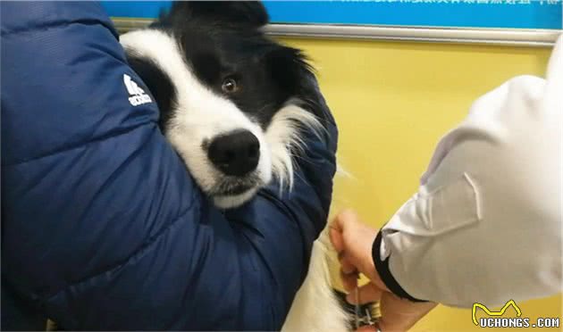边境牧羊犬几岁变老？老了之后该如何照顾才对？