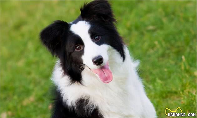 边境牧羊犬几岁变老？老了之后该如何照顾才对？