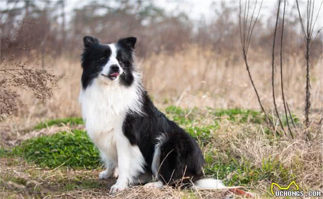 边境牧羊犬几岁变老？老了之后该如何照顾才对？