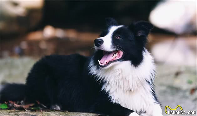 边境牧羊犬几岁变老？老了之后该如何照顾才对？