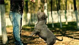 爆料！我们为什么要养恶霸犬？