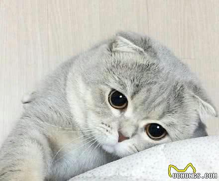 国内十大受欢迎的宠物猫咪，你家猫咪排第几呢？