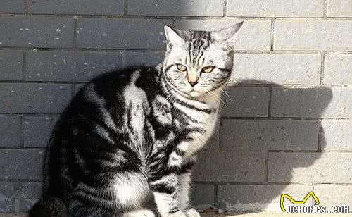 国内十大受欢迎的宠物猫咪，你家猫咪排第几呢？