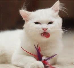 国内十大受欢迎的宠物猫咪，你家猫咪排第几呢？