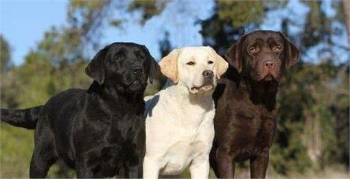 拉布拉多犬毛发粗糙