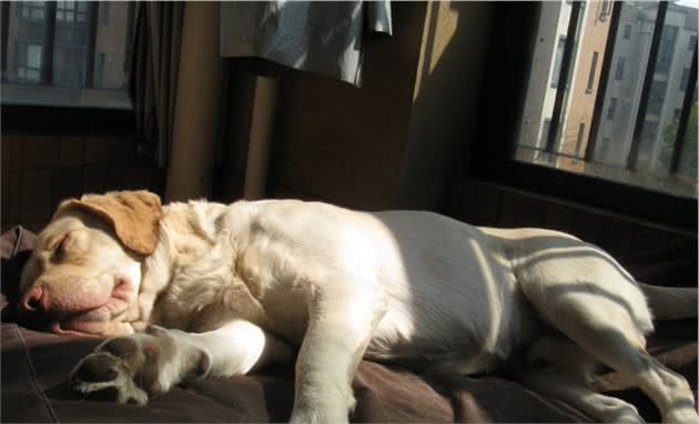 拉布拉多犬毛发粗糙