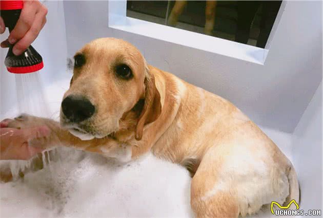 拉布拉多犬毛发粗糙