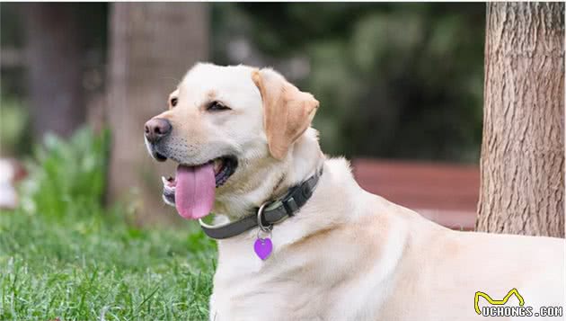 拉布拉多犬毛发粗糙