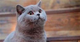 俄罗斯蓝猫掉毛严是不是很严重，怎么处理掉毛？