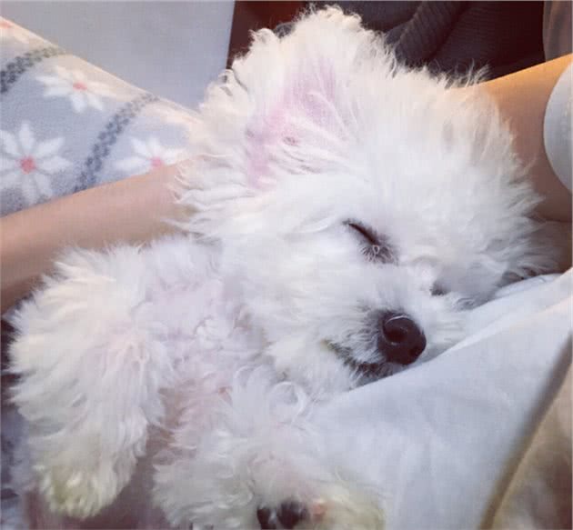 比熊犬这样睡觉，可以说它心里只有你这个主人