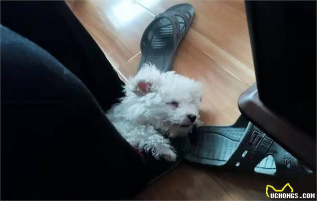 比熊犬这样睡觉，可以说它心里只有你这个主人