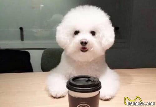 比熊犬这样睡觉，可以说它心里只有你这个主人