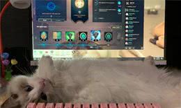 养猫，劝你不要选择“布偶猫”，怕你后悔！