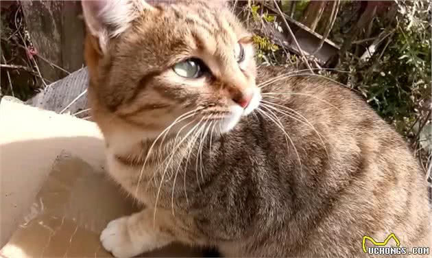 狸花猫一生中，最大的5个心愿，你满足它了吗？